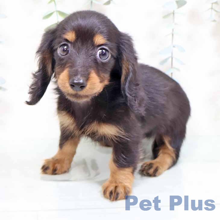 カニーンヘン・ダックスフンド