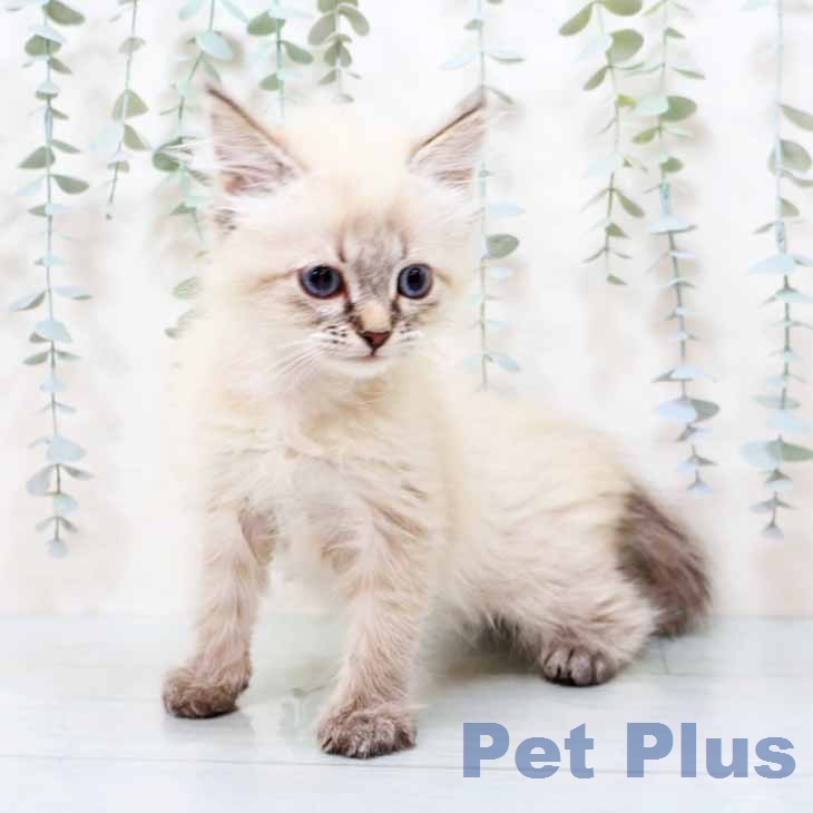 サイベリアンの写真2