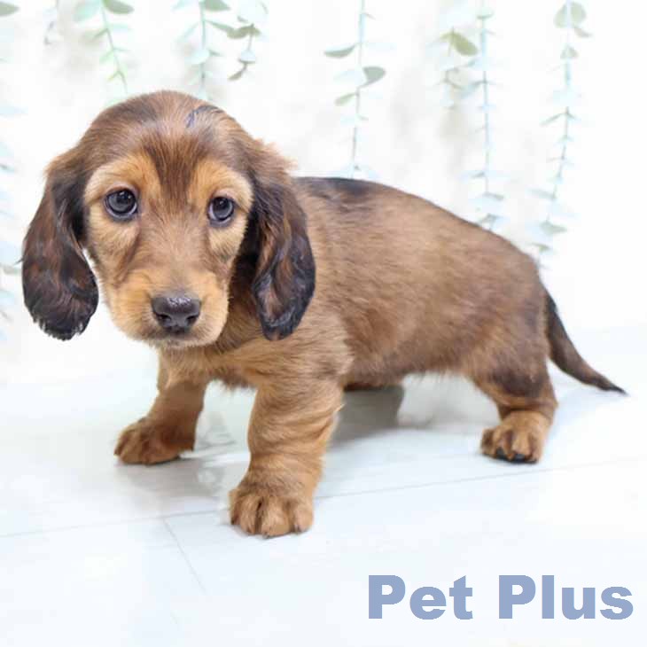 ミニチュア・ダックスフンドの写真2