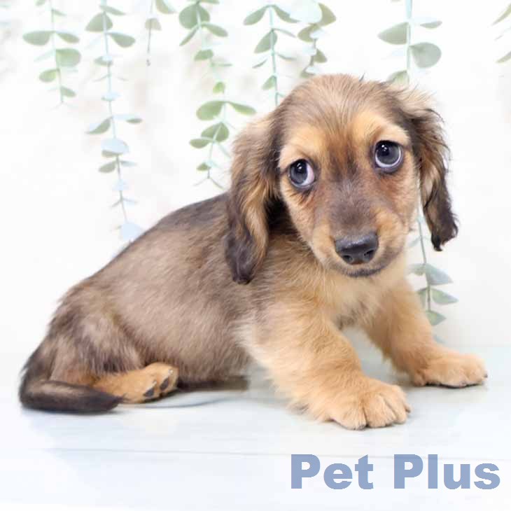 ミニチュア・ダックスフンド