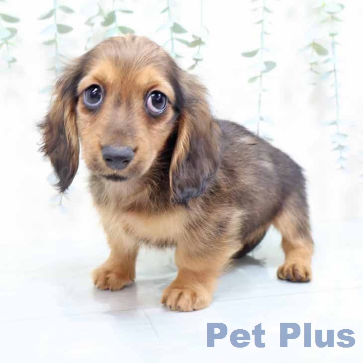 ミニチュア・ダックスフンドの写真2