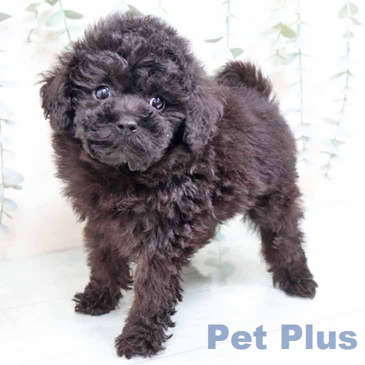 トイ・プードルの写真2