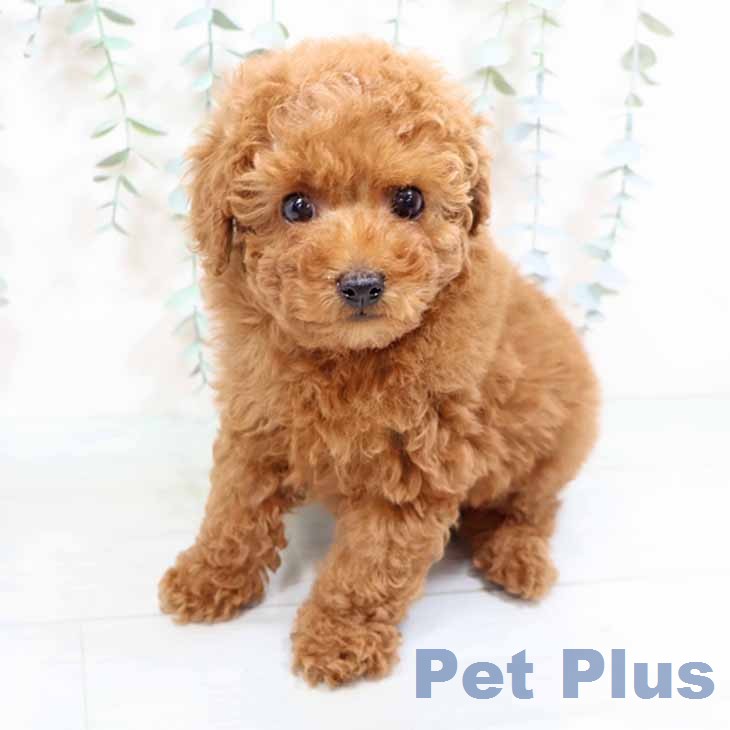 トイ・プードル