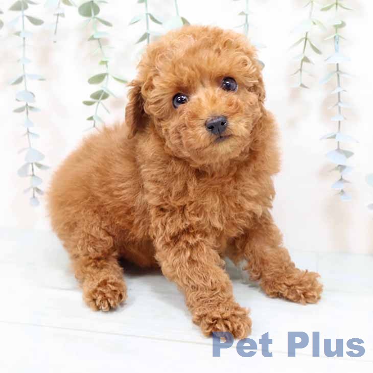 トイ・プードルの写真2