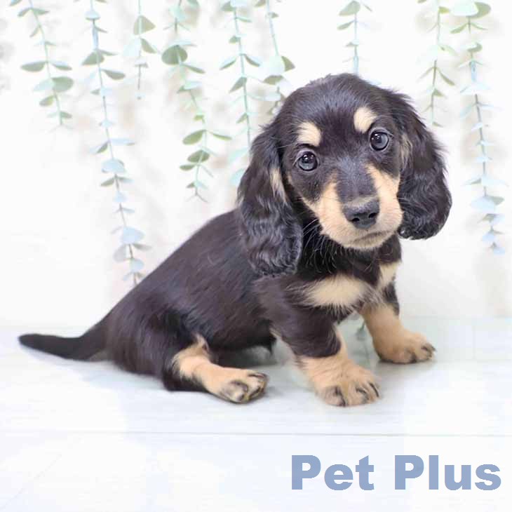 ミニチュア・ダックスフンド