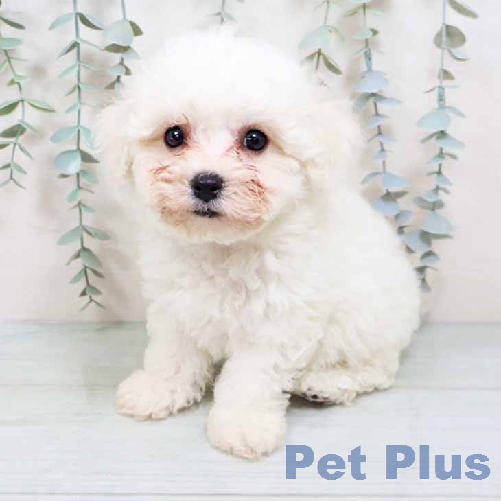 ビション・フリーゼ