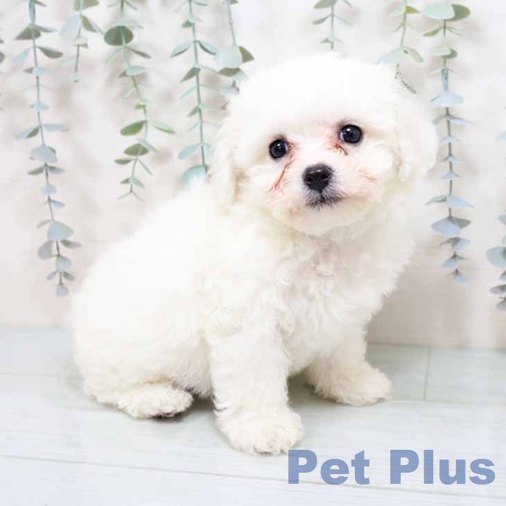 ビション・フリーゼの写真2