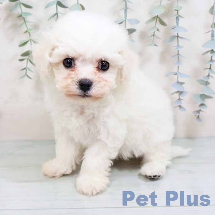 ビション・フリーゼ