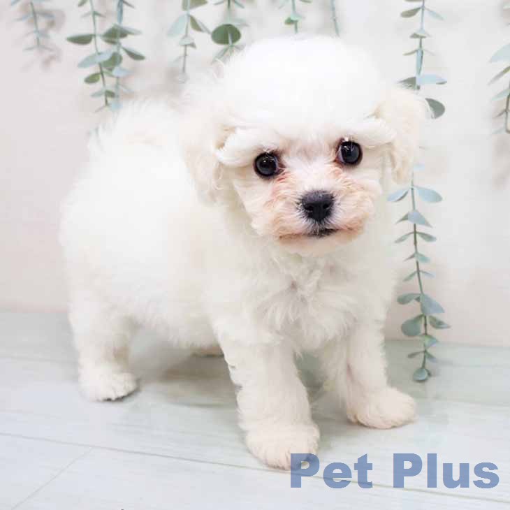 ビション・フリーゼの写真2