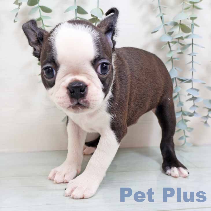 ボストン・テリア