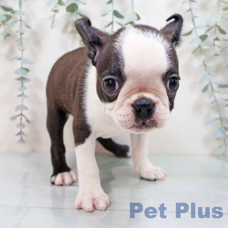 ボストン・テリアの写真2