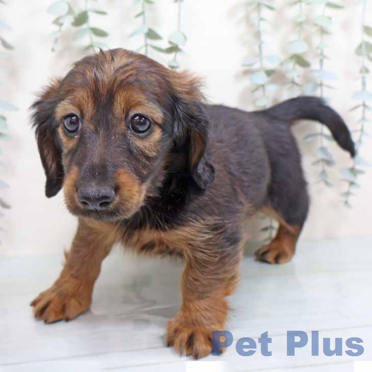 カニーンヘン・ダックスフンド