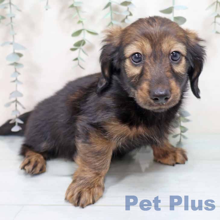 カニーンヘン・ダックスフンド