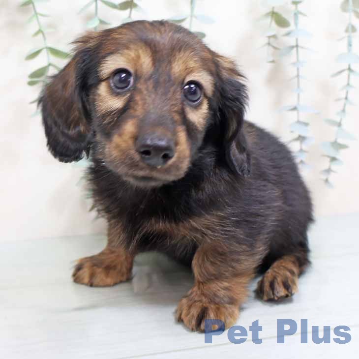 カニーンヘン・ダックスフンドの写真2