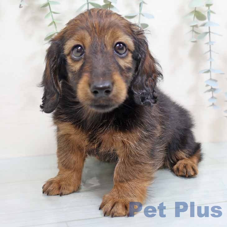 カニーンヘン・ダックスフンド