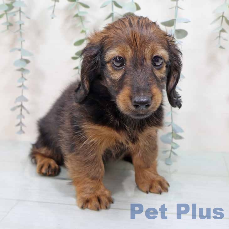 カニーンヘン・ダックスフンド