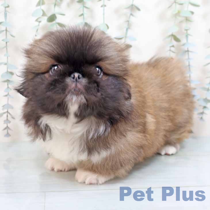 ペキニーズの写真2