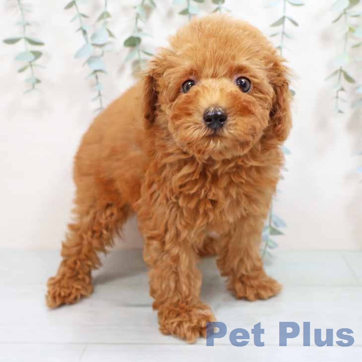 トイ・プードルの写真2