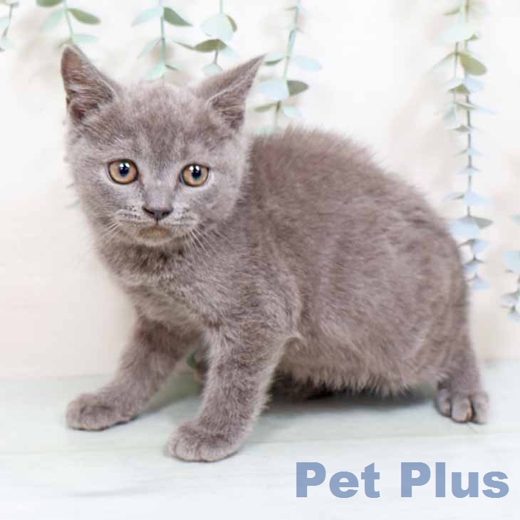 ブリティッシュショートヘアの写真2