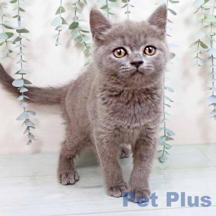 ブリティッシュショートヘアの写真2