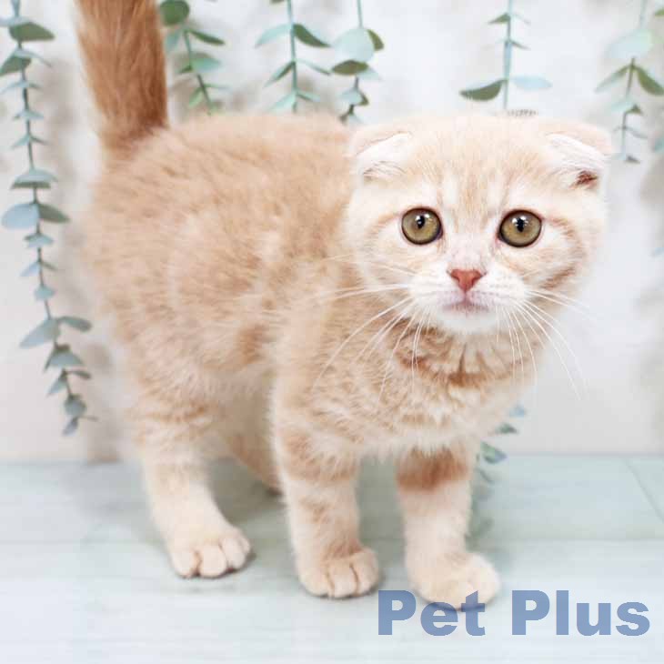 スコティッシュフォールド