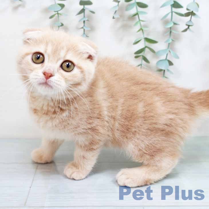 スコティッシュフォールド