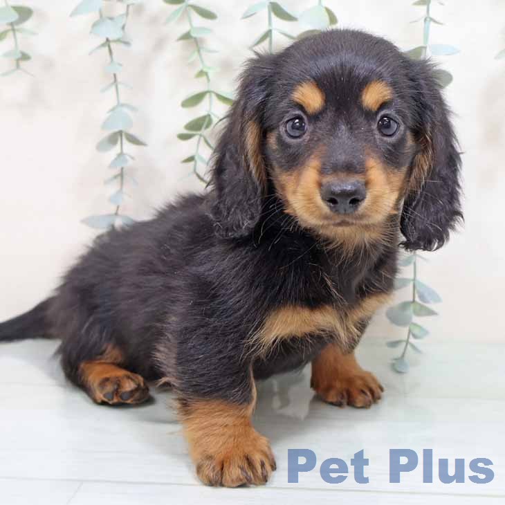 ミニチュア・ダックスフンド