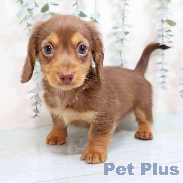 ミニチュア・ダックスフンド