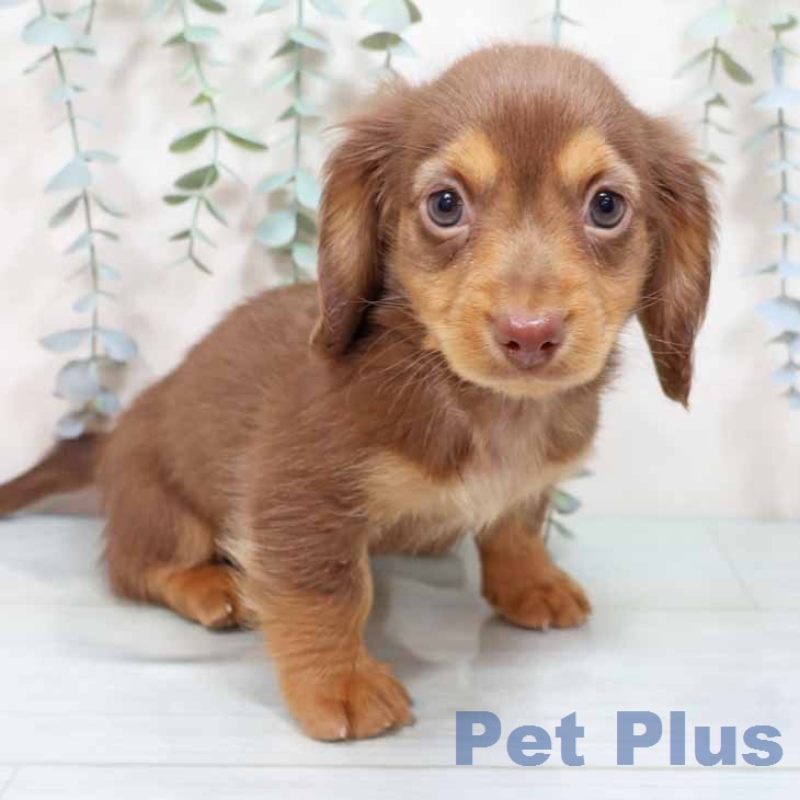 ミニチュア・ダックスフンドの写真2