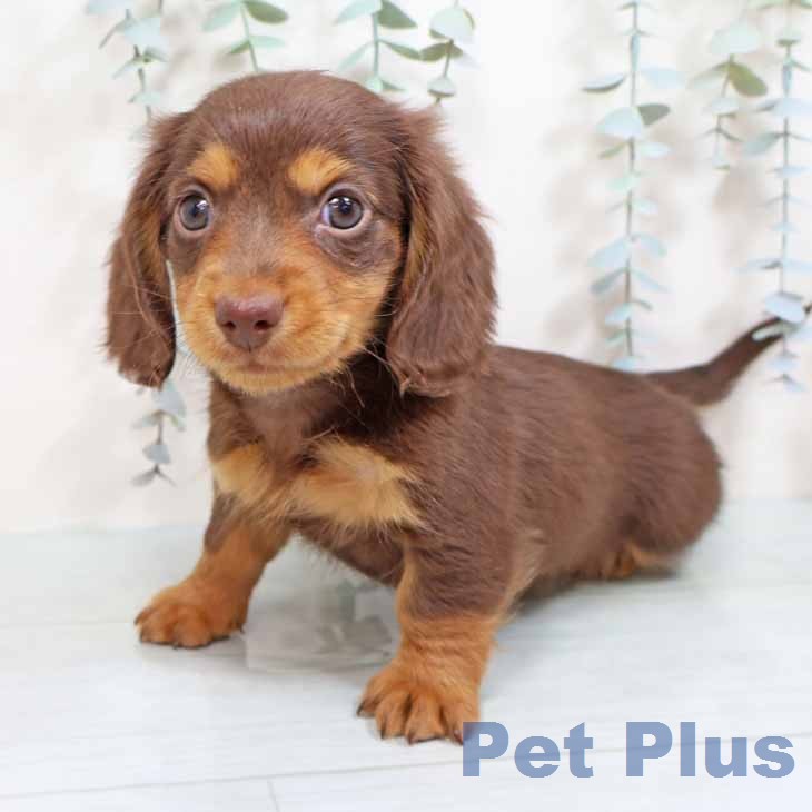 ミニチュア・ダックスフンド