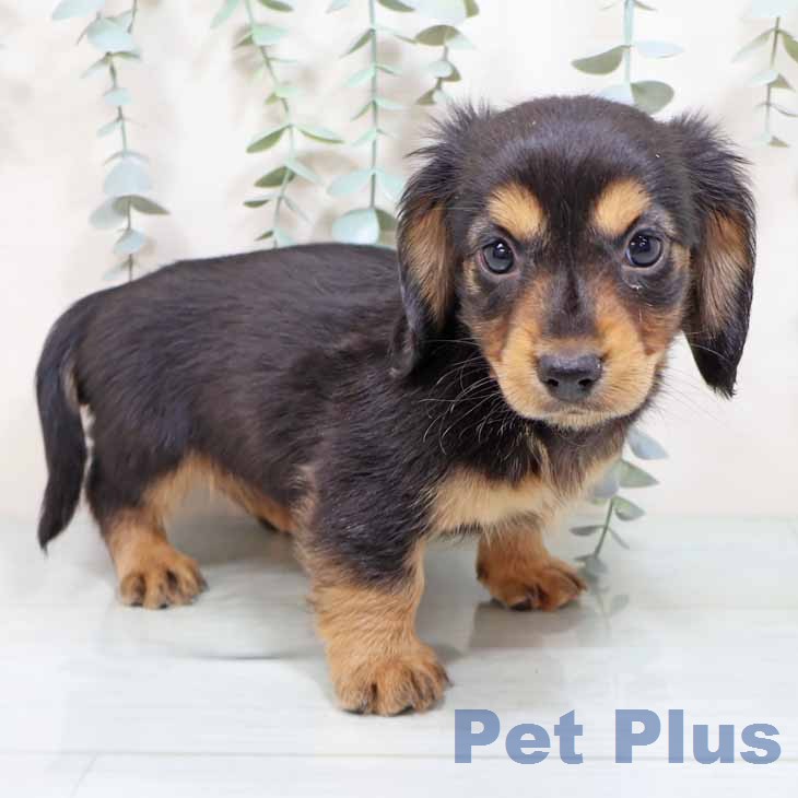 ミニチュア・ダックスフンド