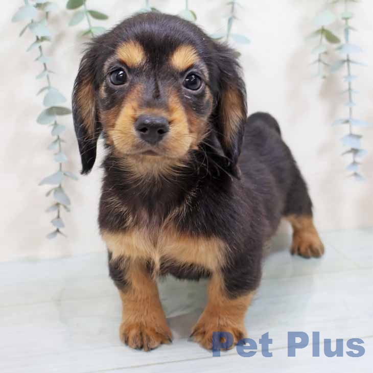 ミニチュア・ダックスフンド