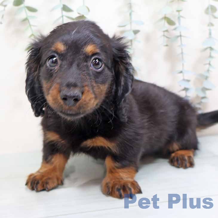 ミニチュア・ダックスフンドの写真2