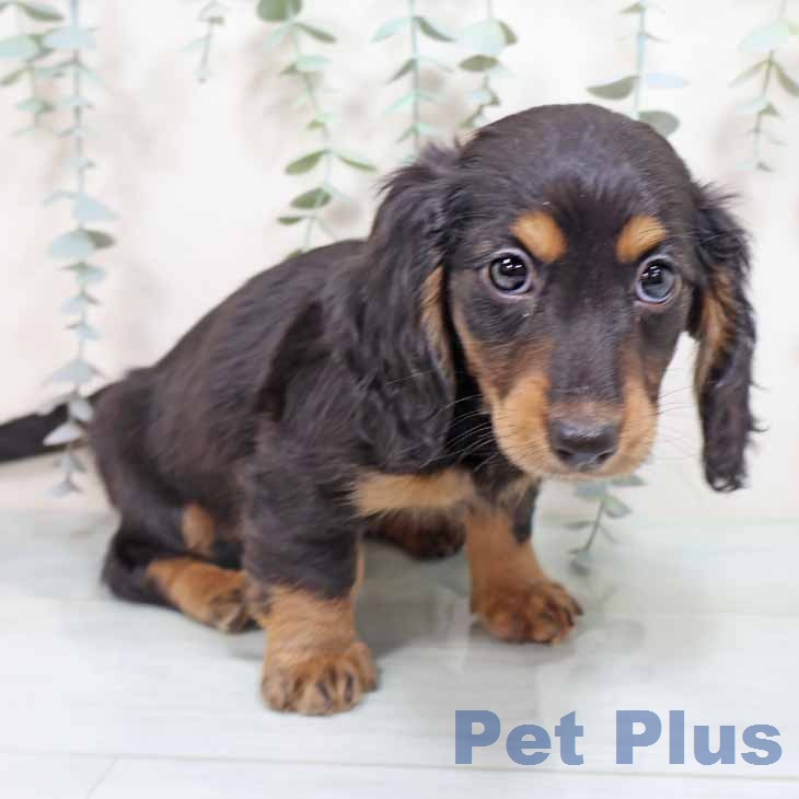 ミニチュア・ダックスフンド