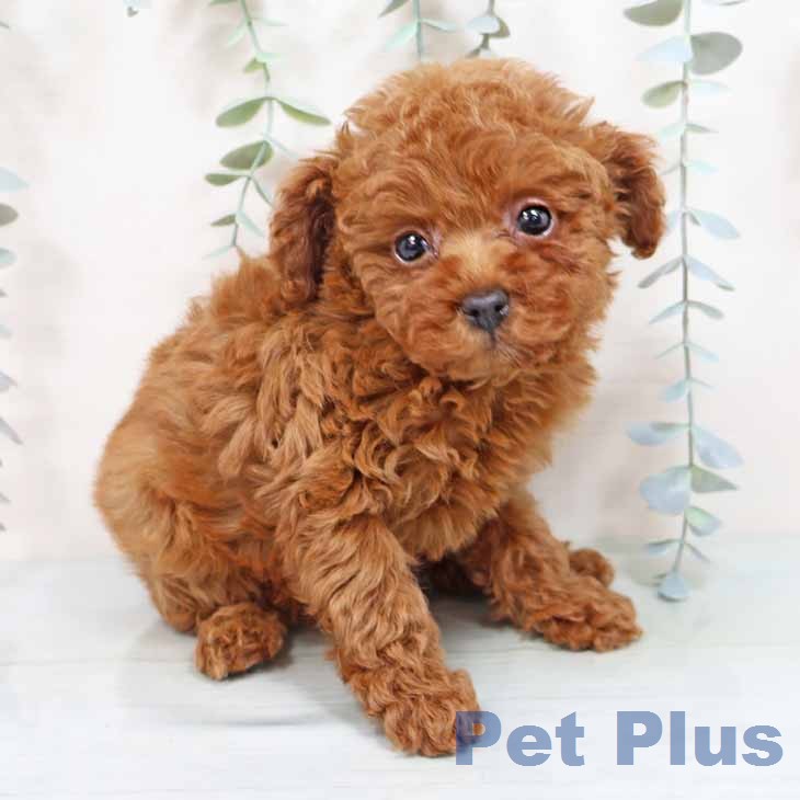 トイ・プードル