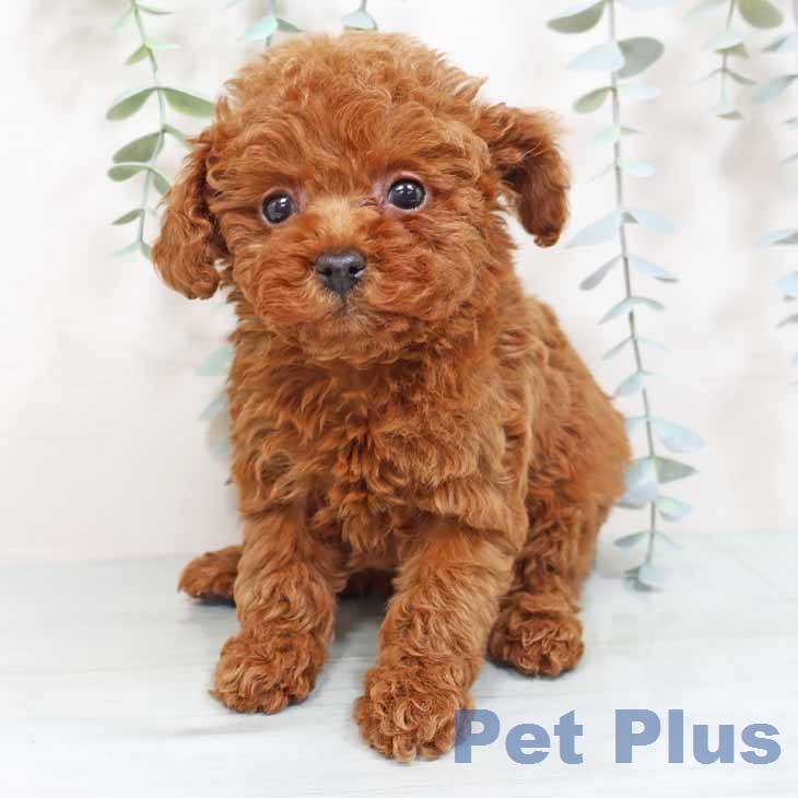 トイ・プードルの写真2