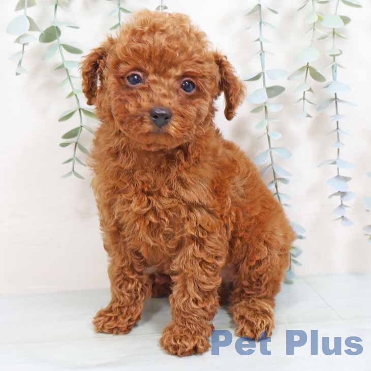 トイ・プードル