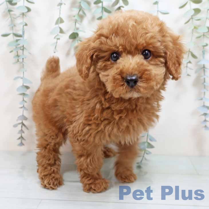 トイ・プードル