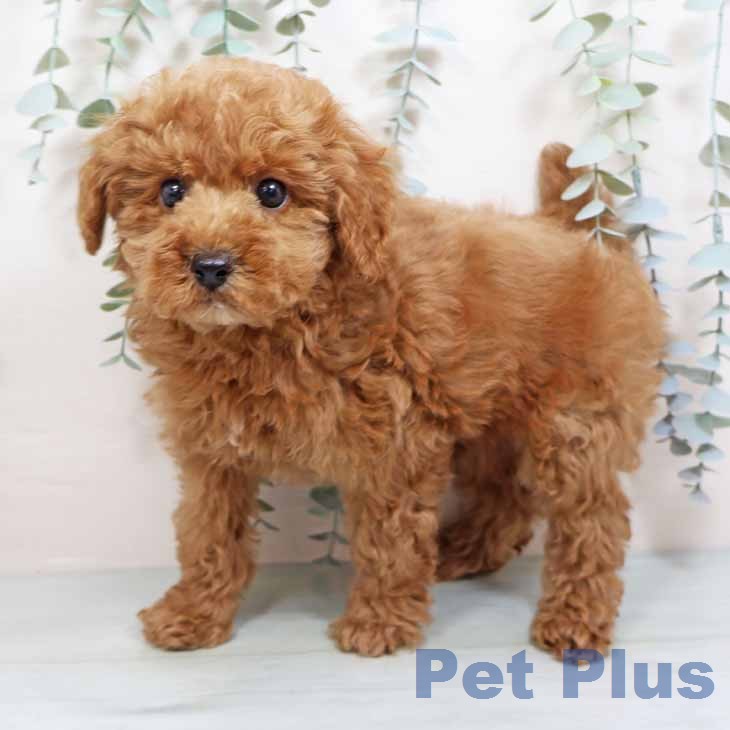 トイ・プードル