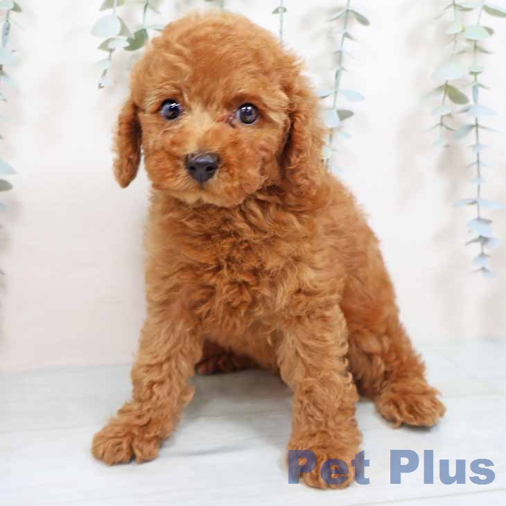 トイ・プードル