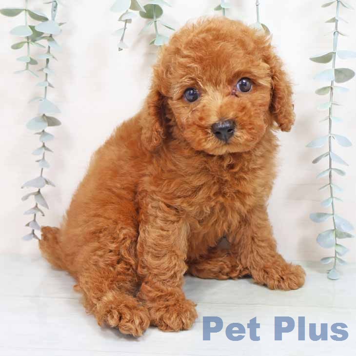 トイ・プードルの写真2