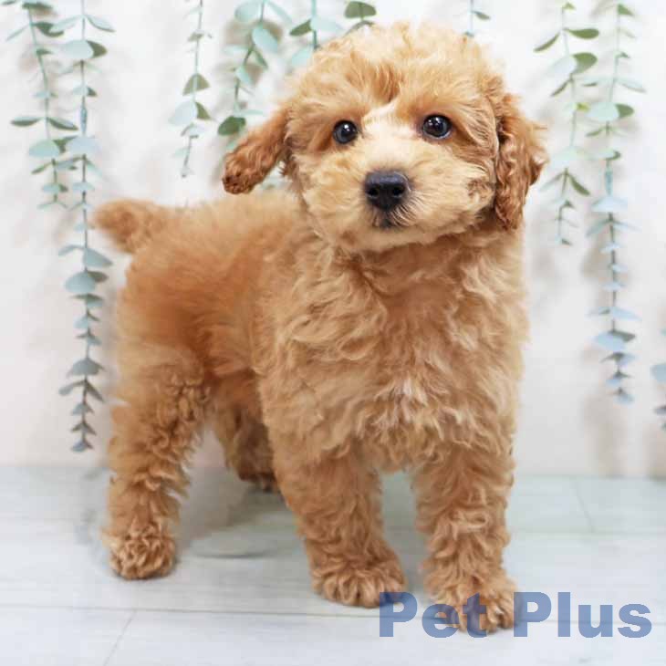 トイ・プードル