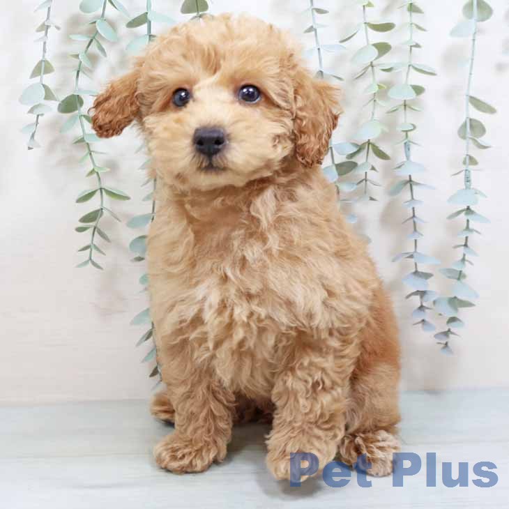 トイ・プードルの写真2