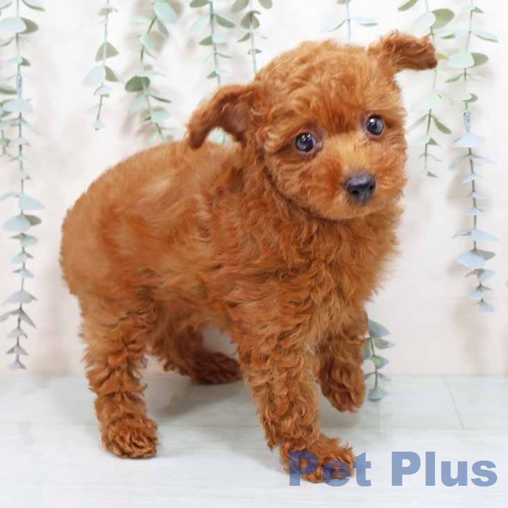 トイ・プードル