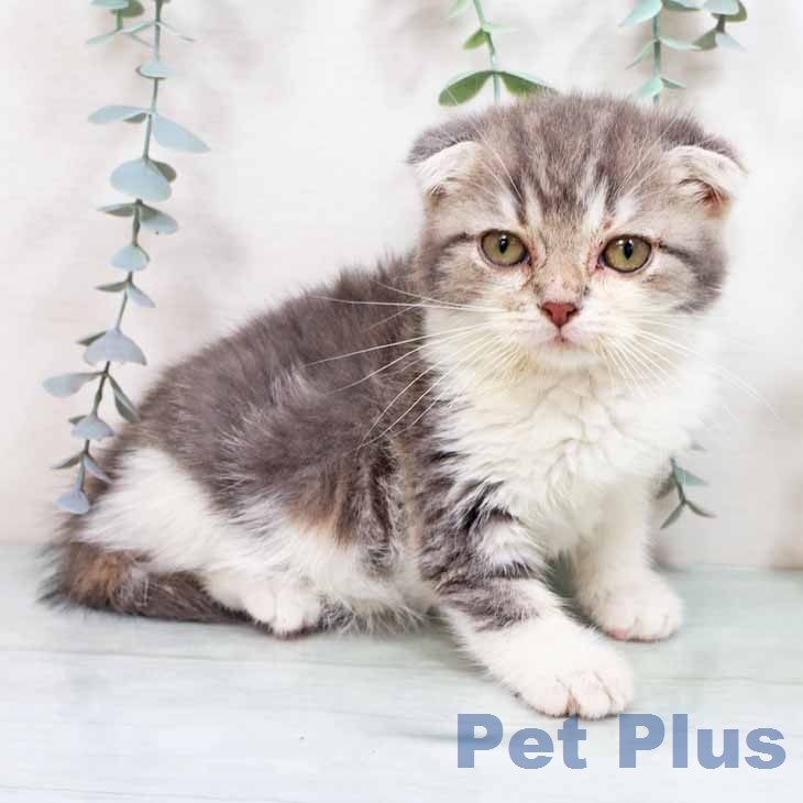 スコティッシュフォールド