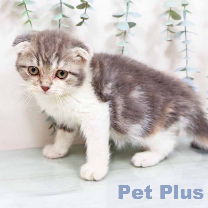 スコティッシュフォールドの写真2