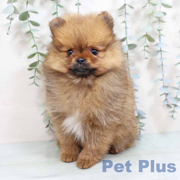 ポメラニアンの写真2