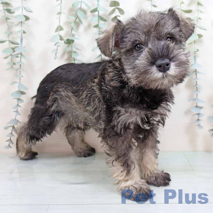 ミニチュア・シュナウザーの写真2