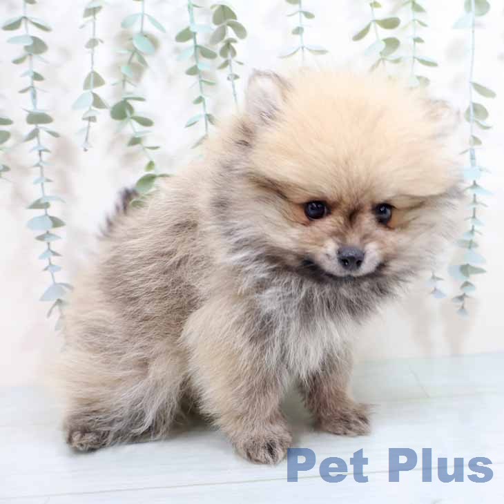 ポメラニアンの写真2