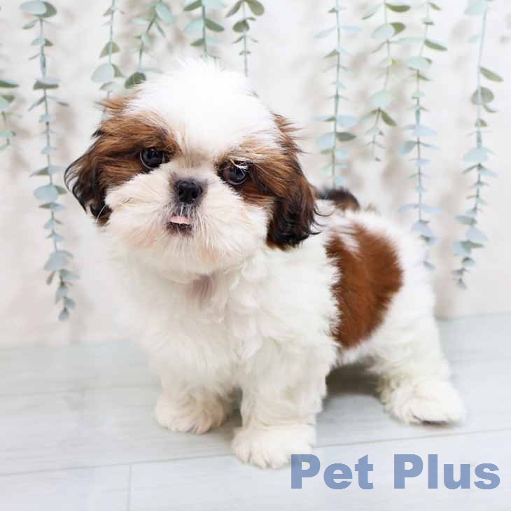 シー・ズーの写真2